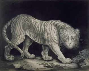 Ein streunender Tiger